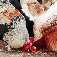 Bird, Poultry & Animal Food