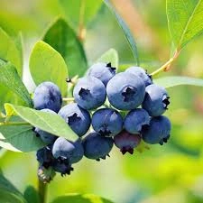 Image Blueberry plant