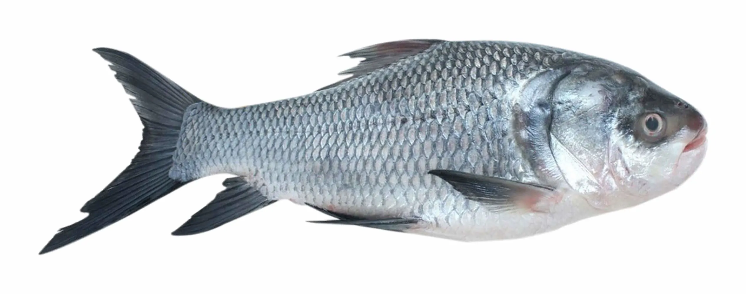 Image Catla Fish