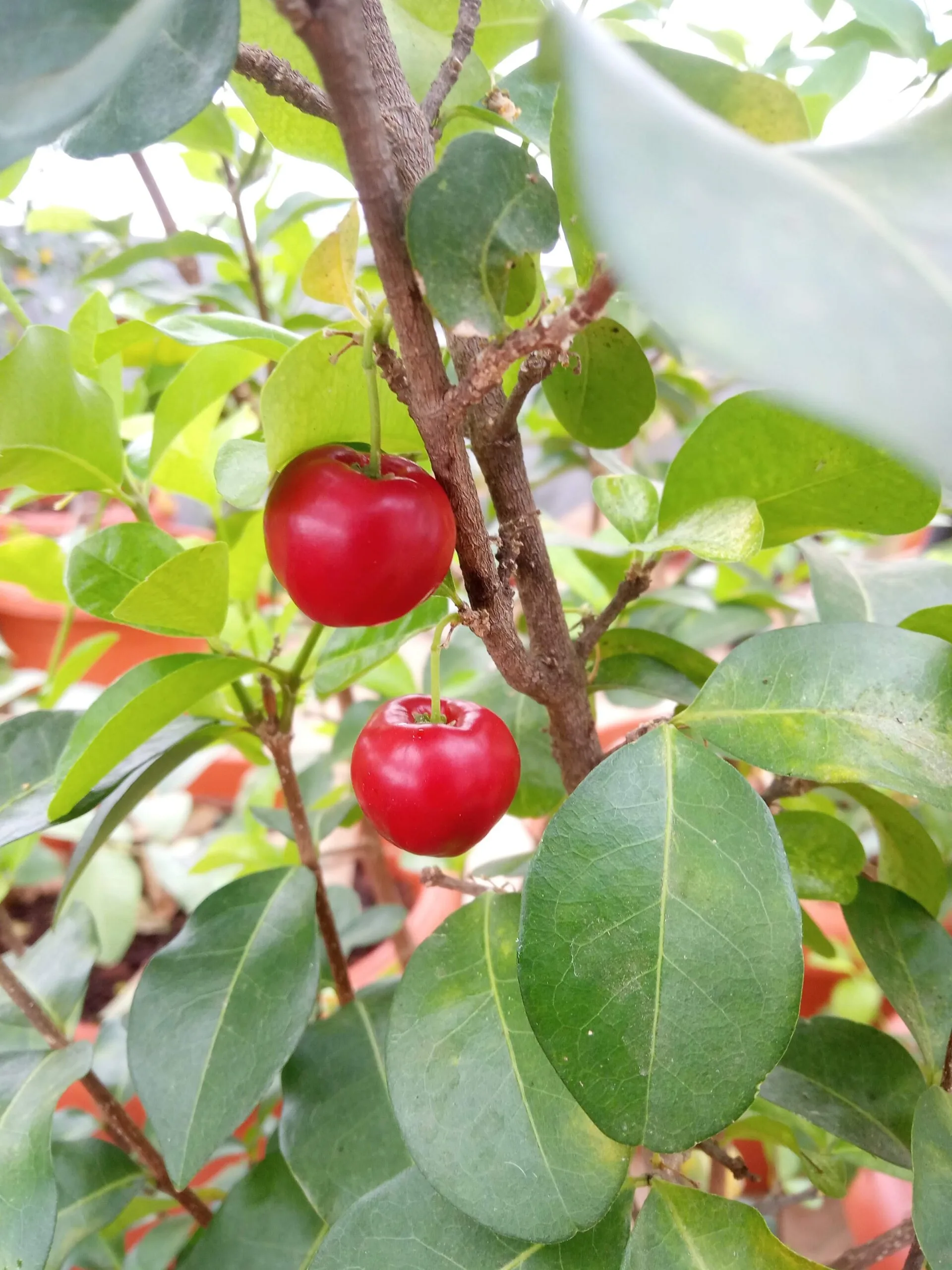 Cherry Plant