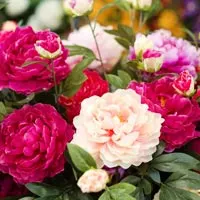 Fresh Flowers and Plants