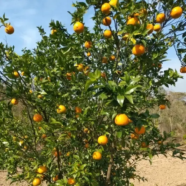 Image Kinnow Orange Plant