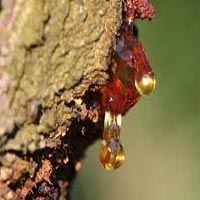 Natural and Synthetic Resin