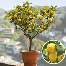 Image Organic Lemon Plant