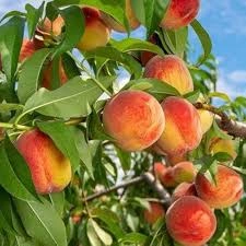 Image Peach Plant