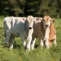 Pet and Farm Animals