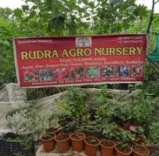 rudra agro nursery