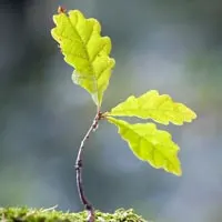 Seeds & Plant Saplings