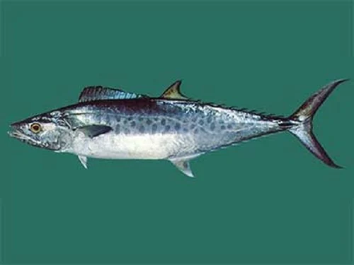Image White King Fish