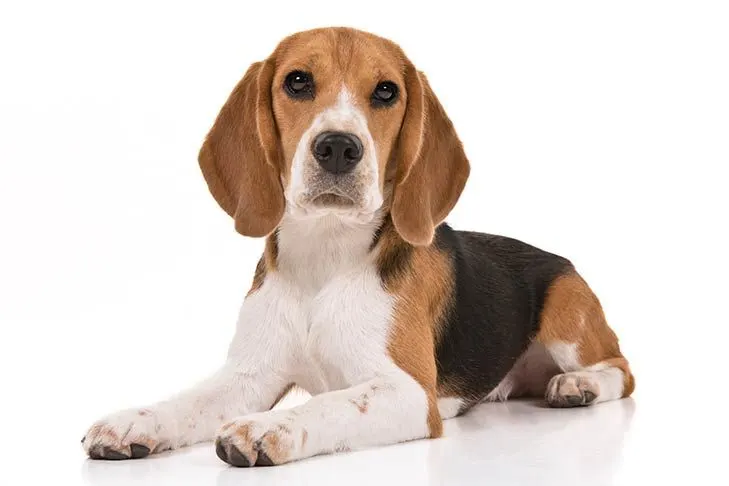 Image Beagle Dog