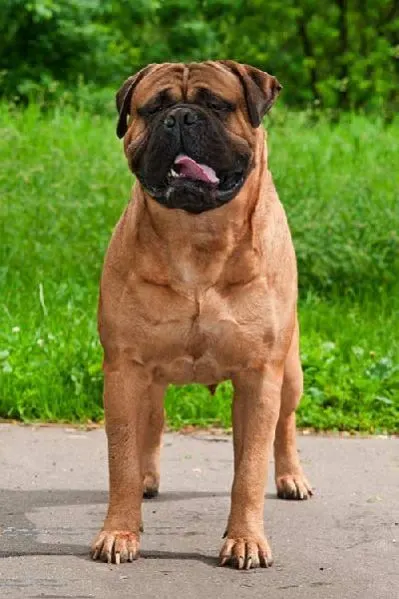 Image Bullmastiff Dog