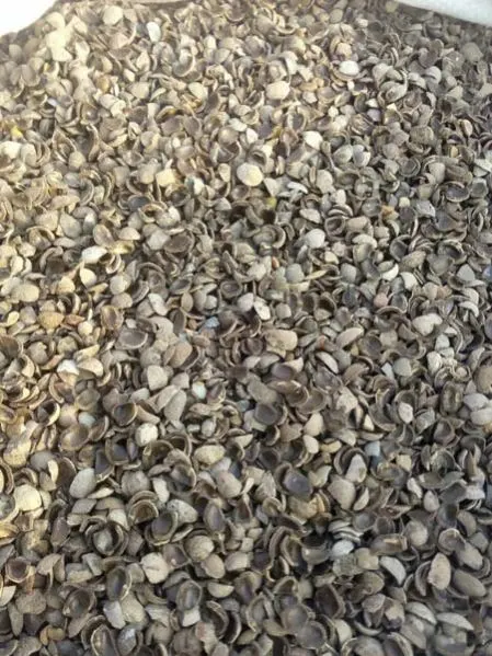 Image Chironji Shell