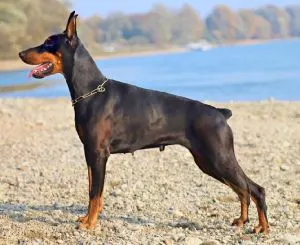 Image Doberman Dog