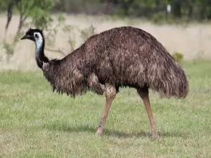 Image Emu Birds ,Emu Meat ,Emu Eggs