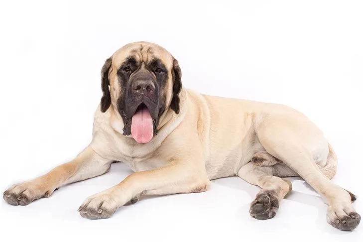 Image English Mastiff Dog