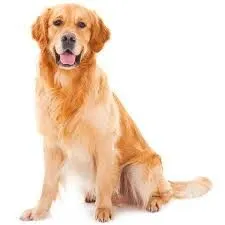 Image Golden Retriever Dog