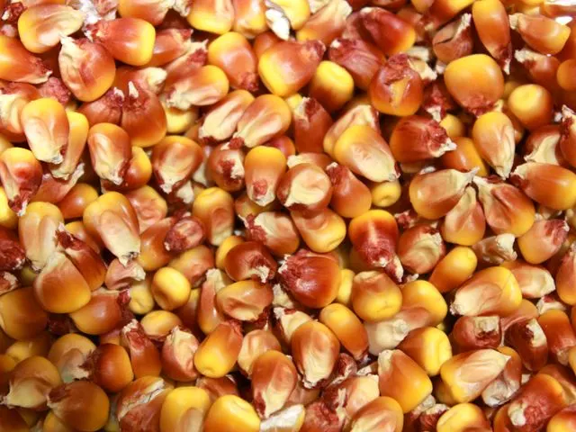 Image Maize Cattle Feed