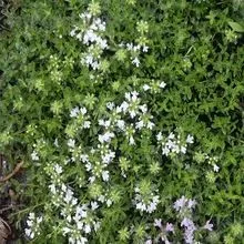 Image Organic Thyme Oil