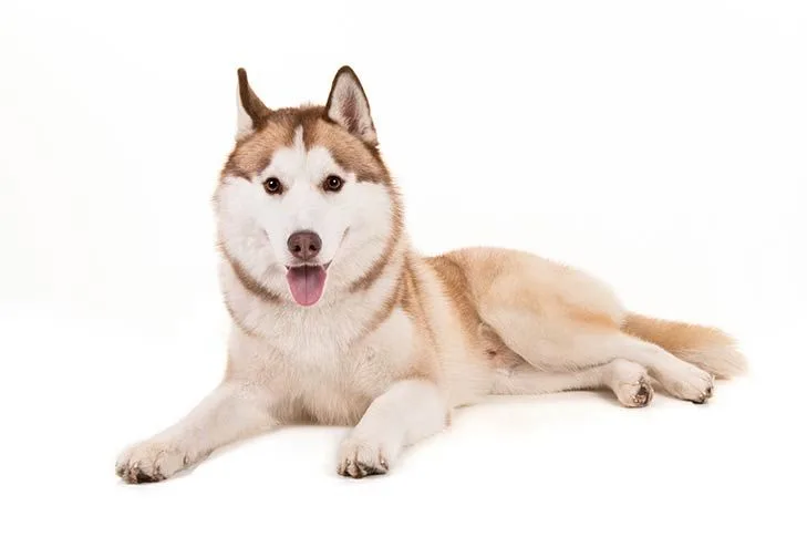 Image Siberian Husky Dog