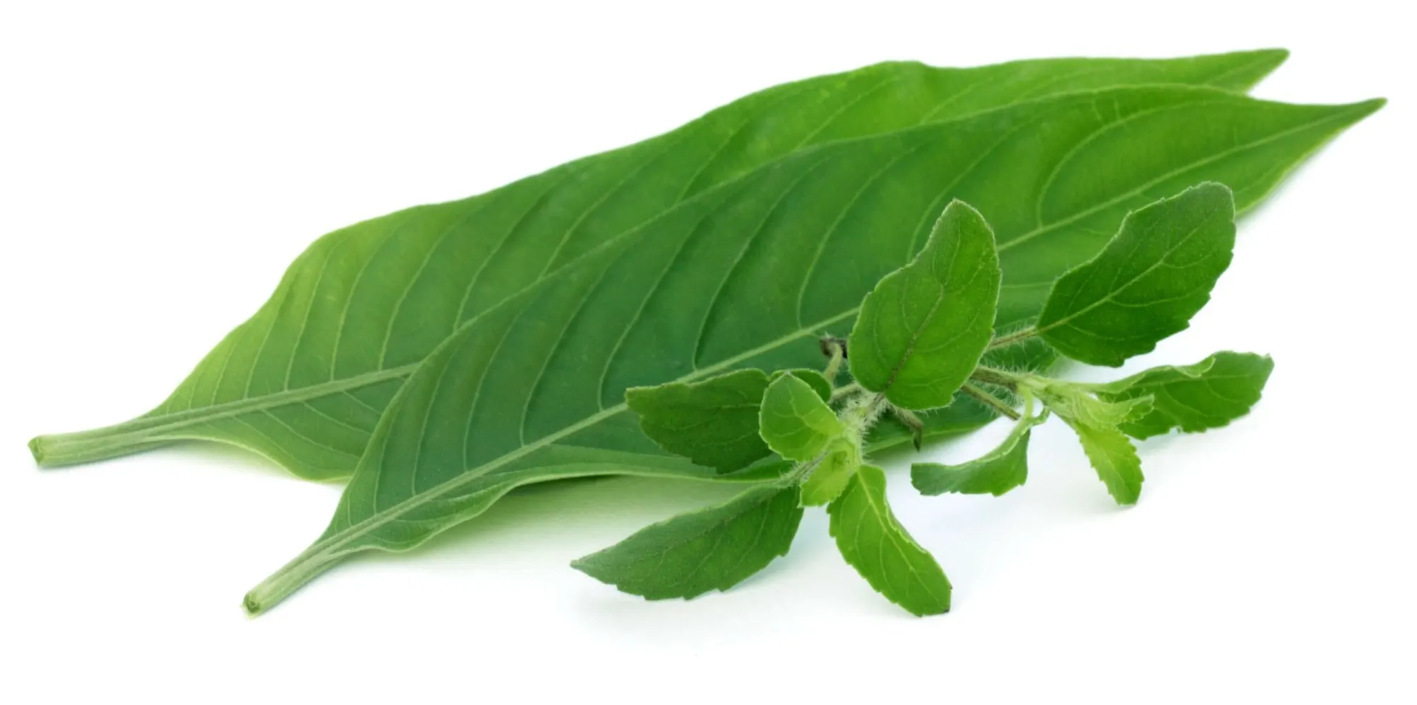 Image Adhatoda Vasica Leaf Extract