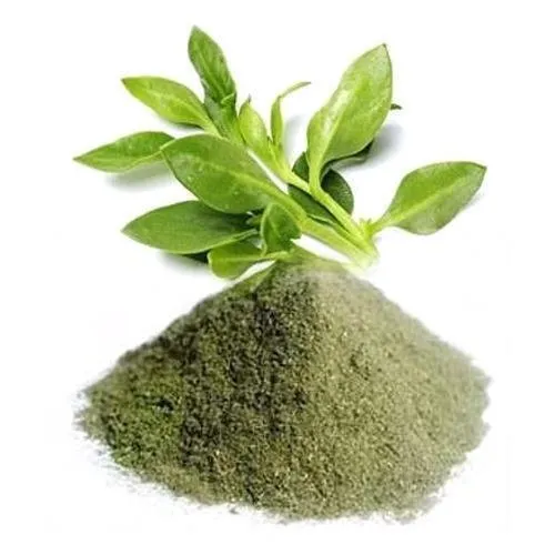 Andrographis Paniculata Extract