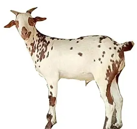 Image Barbari Goat