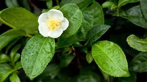 Camellia Sinensis Extract
