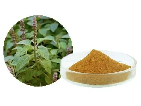 Coleus Forskolin Extract