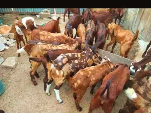 Image Cutting Goat