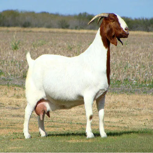 Female Goat