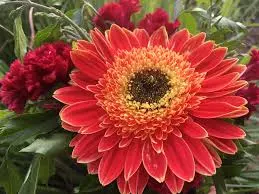 Image Fresh Gerbera Flowers