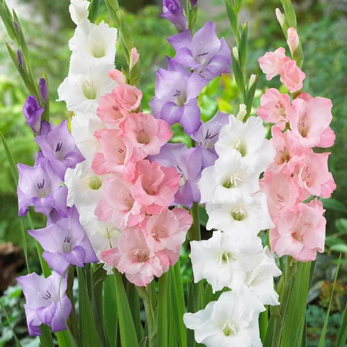 Image Fresh Gladiolus Flowers