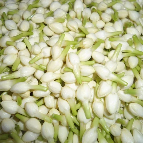 Image Fresh Jasmine Flowers