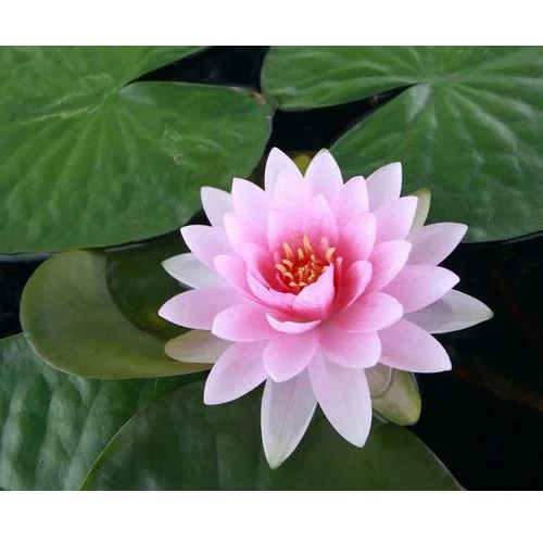 Image Fresh Lotus Flowers