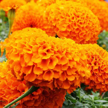 Image Fresh Marigold Flowers