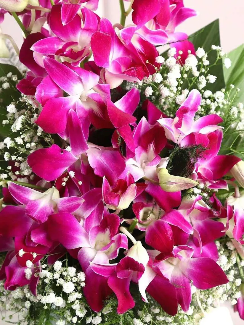 Image Fresh Orchid Flowers