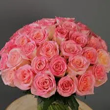Image Fresh Pink Rose Flower