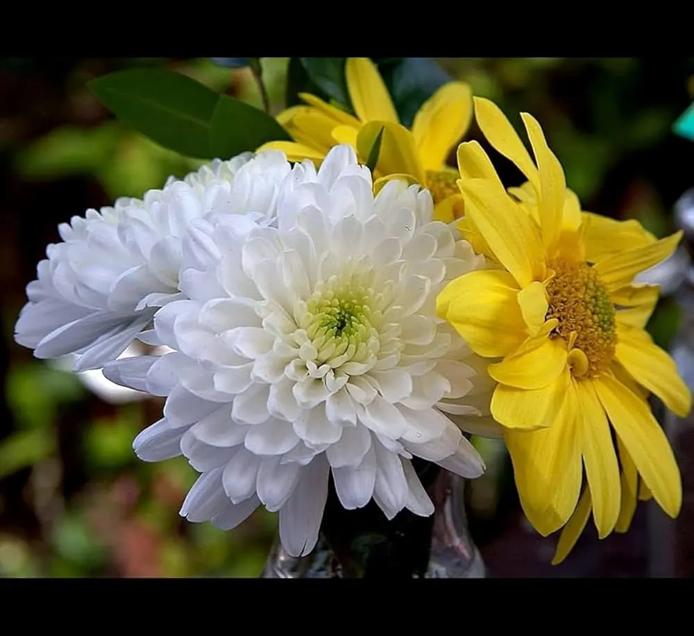 Image Fresh White Samanthi Flower