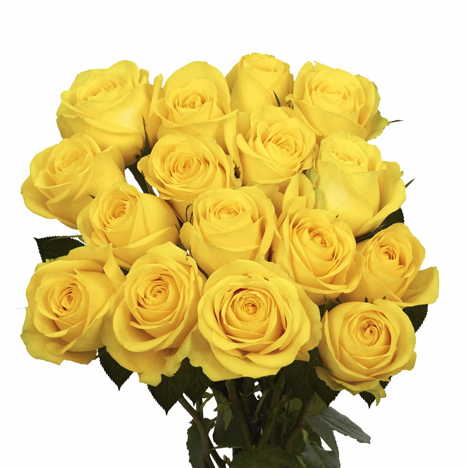 Image Fresh Yellow Rose Flower