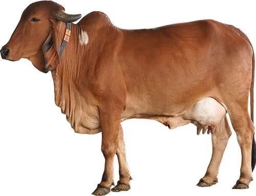 Image Gir Cow