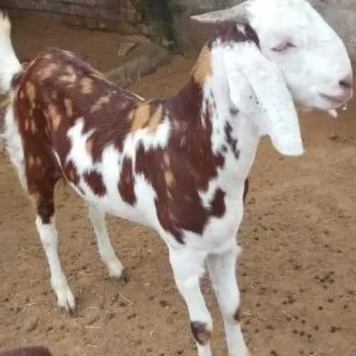 Image Gujari Female Goat