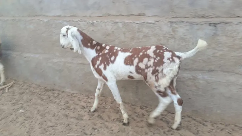 Image Gujari Male Goat