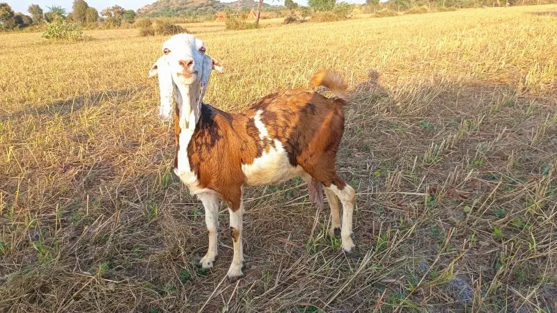 Image Gujari Pregnant Goat
