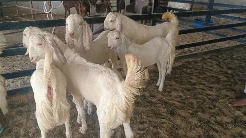 Gulabi Females Sojat Goat