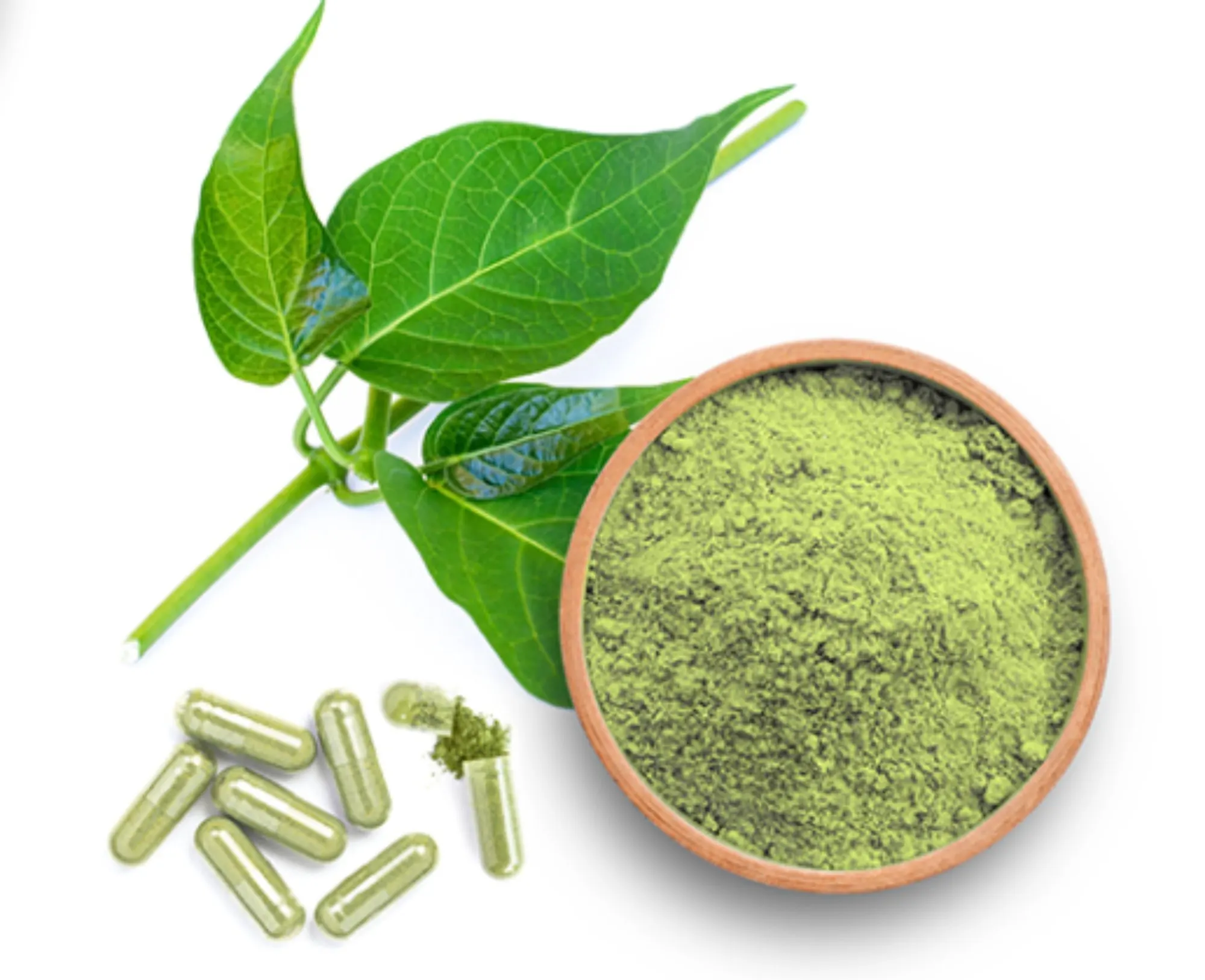 Gymnema Sylvestre Extract