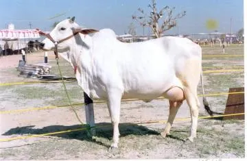 Image Haryana Cow