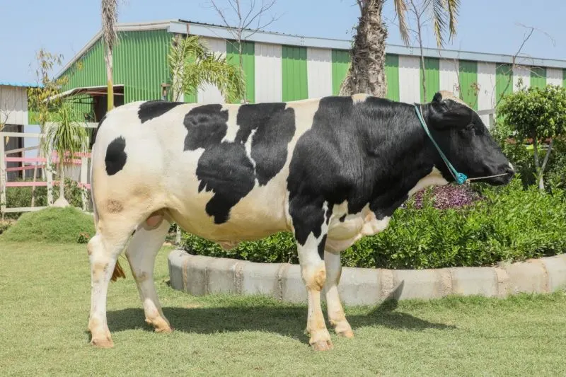 Image HF Cow