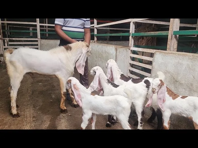 Hyderabadi Goat
