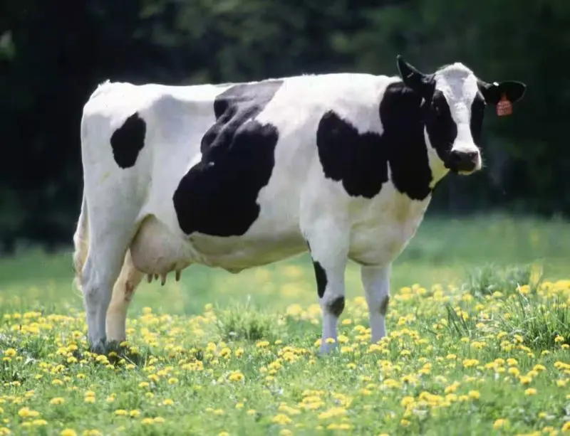 Image Jersey Cow