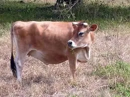 Jersey Heifer
